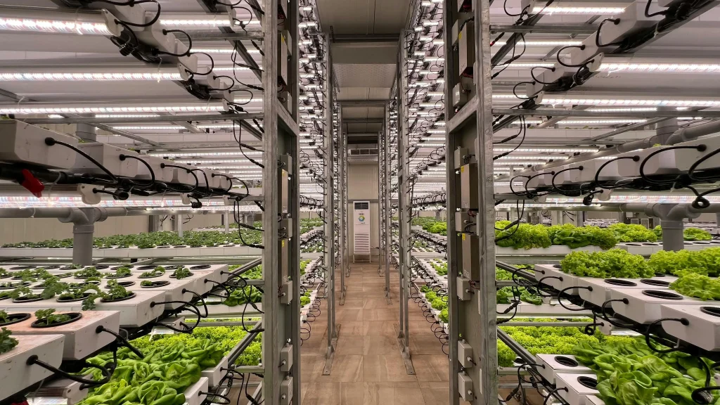 Hydroponic leafy greens in a multi-tiered vertical farm under LED lights, illustrating controlled environment agriculture for AI optimization.